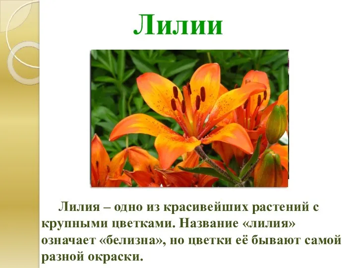 Лилии Лилия – одно из красивейших растений с крупными цветками.