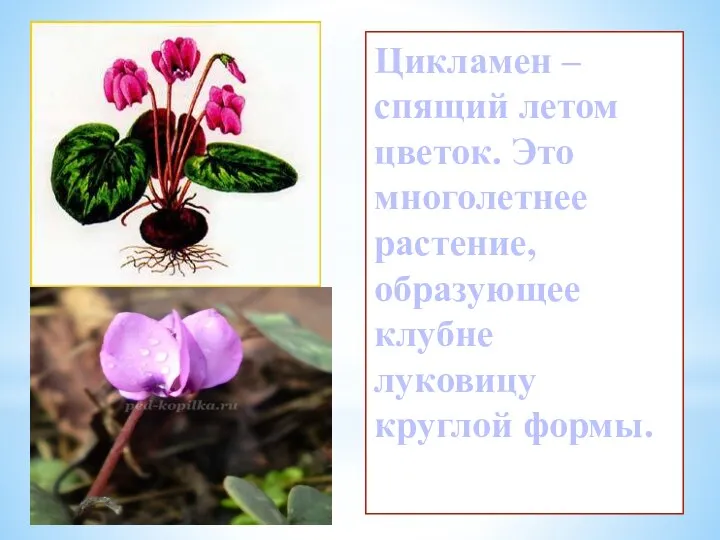 Цикламен – спящий летом цветок. Это многолетнее растение, образующее клубне луковицу круглой формы.