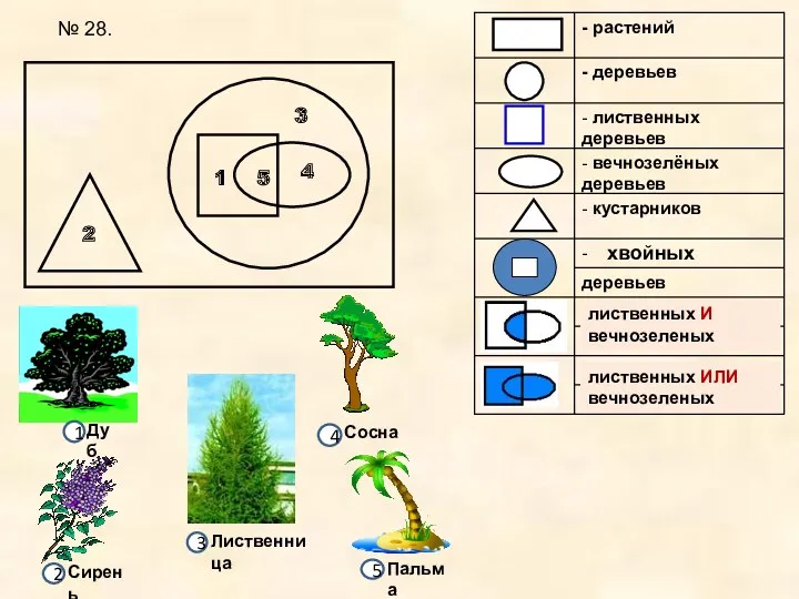 1 2 3 4 5 хвойных лиственных И вечнозеленых лиственных ИЛИ вечнозеленых № 28.