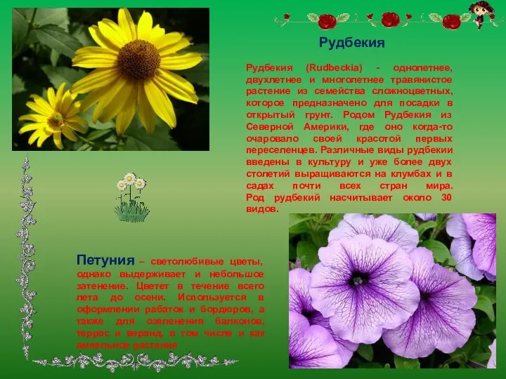 Рудбекия Рудбекия (Rudbeckiа) - однолетнее, двухлетнее и многолетнее травянистое растение