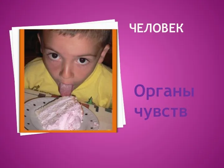 Человек Органы чувств