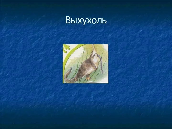 Выхухоль