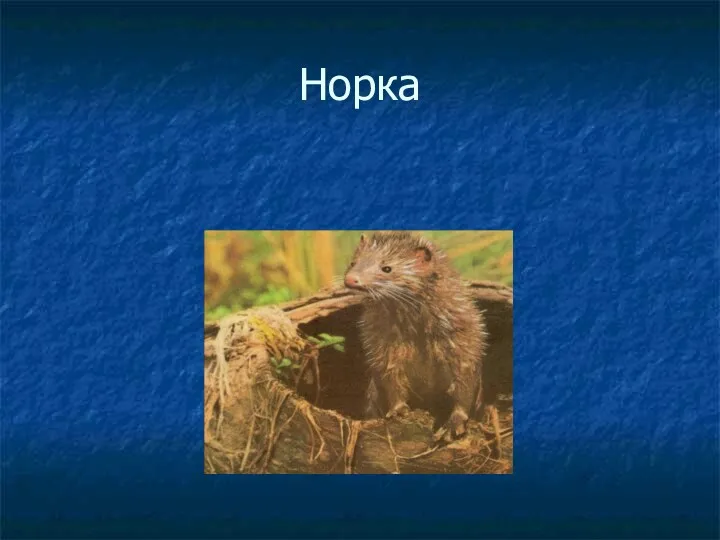 Норка