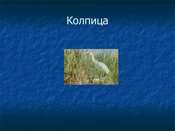 Колпица