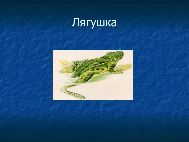 Лягушка