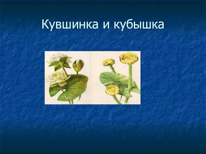 Кувшинка и кубышка