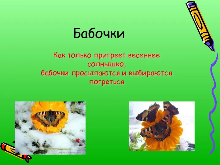 Бабочки Как только пригреет весеннее солнышко, бабочки просыпаются и выбираются погреться