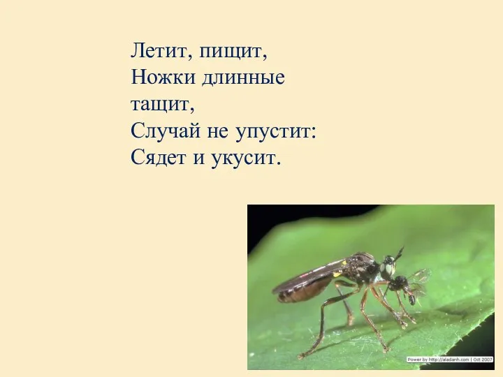 Летит, пищит, Ножки длинные тащит, Случай не упустит: Сядет и укусит.