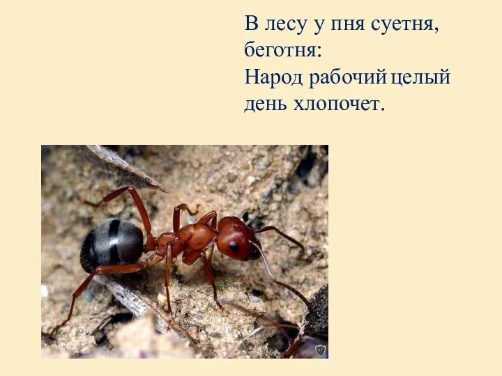 В лесу у пня суетня, беготня: Народ рабочий целый день хлопочет.