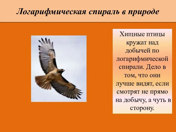 Логарифмическая спираль в природе Хищные птицы кружат над добычей по