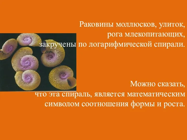 Раковины моллюсков, улиток, рога млекопитающих, закручены по логарифмической спирали. Можно