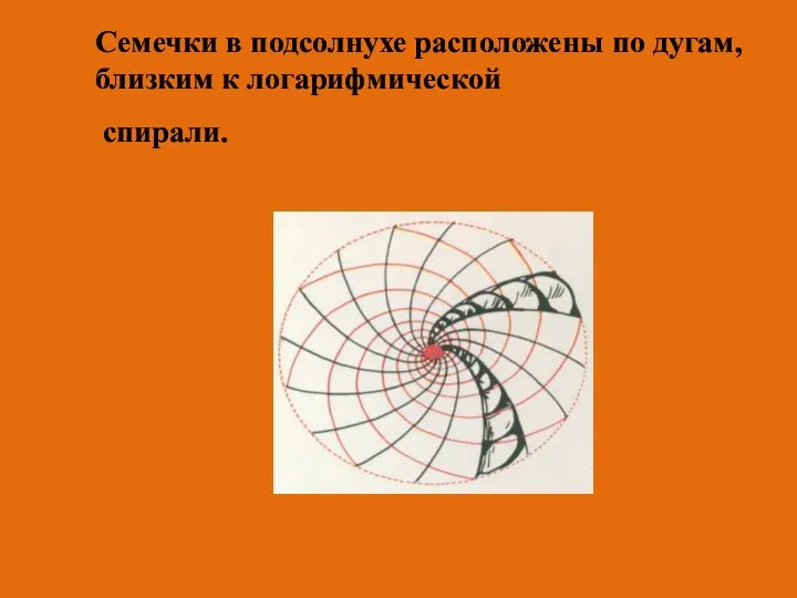 Семечки в подсолнухе расположены по дугам, близким к логарифмической спирали.