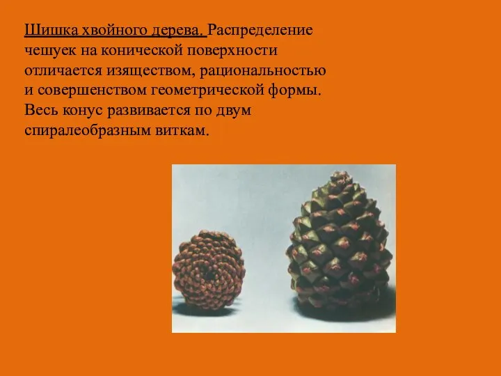 Шишка хвойного дерева. Распределение чешуек на конической поверхности отличается изяществом,