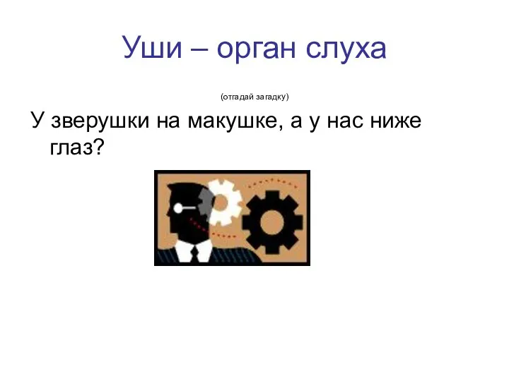 Уши – орган слуха (отгадай загадку) У зверушки на макушке, а у нас ниже глаз?