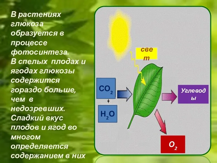 СО2 Н2О свет О2 Углеводы В растениях глюкоза образуется в