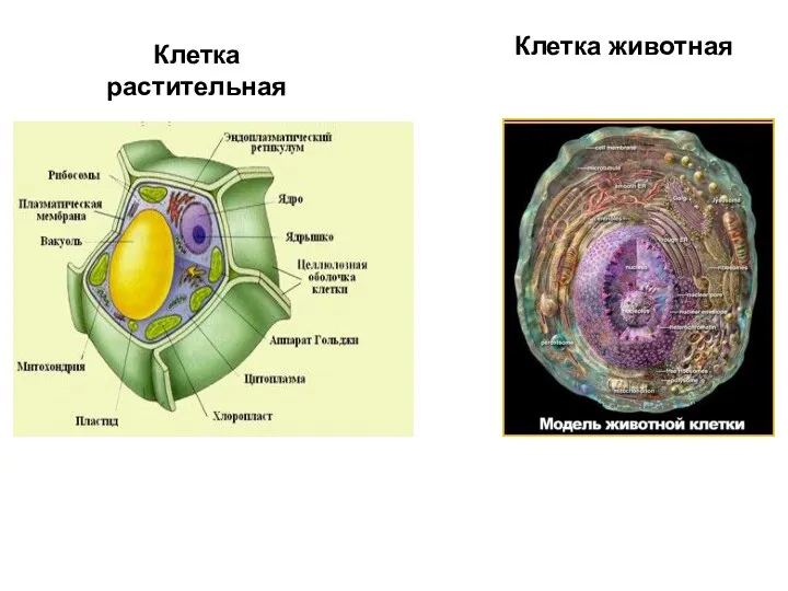 Клетка растительная Клетка животная Клетка растительная Клетка растительная