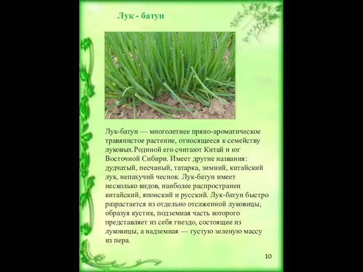 Лук - батун Лук-батун — многолетнее пряно-ароматическое травянистое растение, относящееся