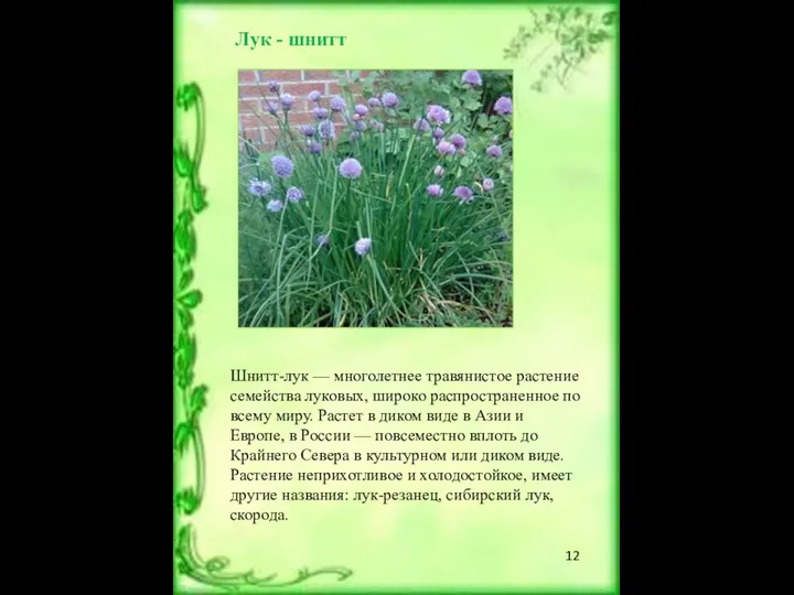 Лук - шнитт Шнитт-лук — многолетнее травянистое растение семейства луковых, широко распространенное по