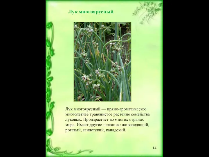 Лук многоярусный Лук многоярусный — пряно-ароматическое многолетнее травянистое растение семейства луковых. Произрастает во