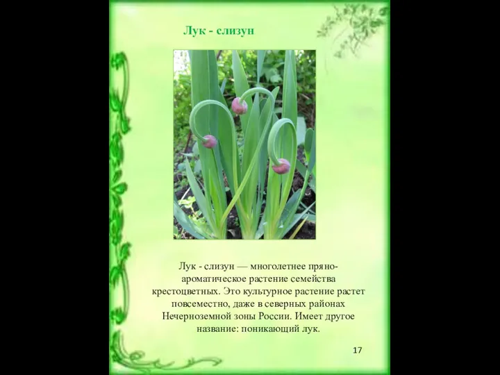 Лук - слизун Лук - слизун — многолетнее пряно-ароматическое растение семейства крестоцветных. Это