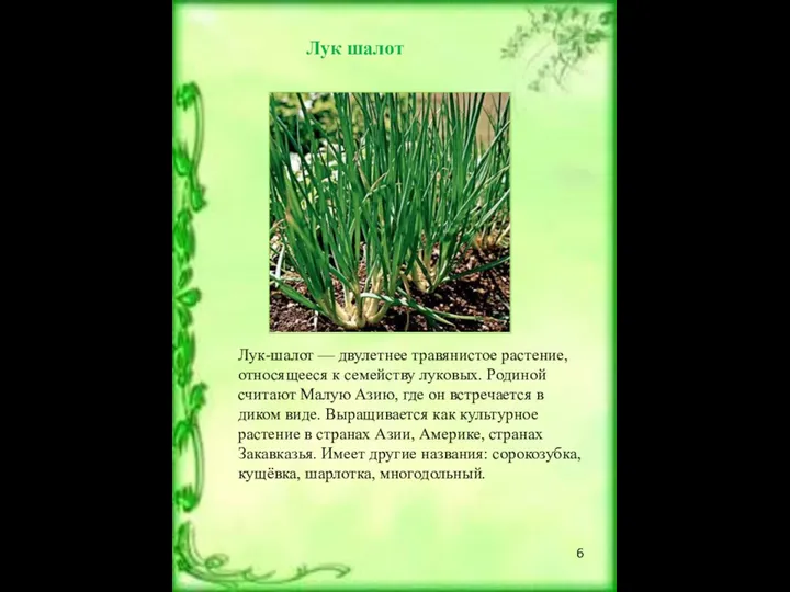Лук шалот Лук-шалот — двулетнее травянистое растение, относящееся к семейству луковых. Родиной считают