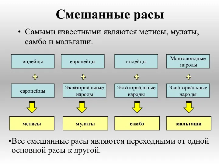 Смешанные расы Самыми известными являются метисы, мулаты, самбо и мальгаши.