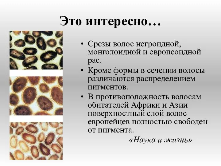 Это интересно… Срезы волос негроидной, монголоидной и европеоидной рас. Кроме