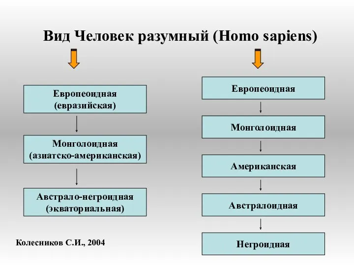 Вид Человек разумный (Homo sapiens) Европеоидная (евразийская) Европеоидная Монголоидная (азиатско-американская)