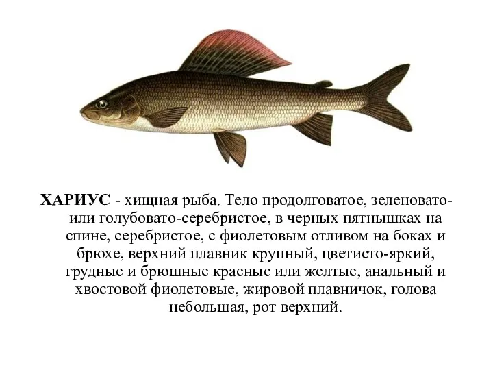 ХАРИУС - хищная рыба. Тело продолговатое, зеленовато- или голубовато-серебристое, в