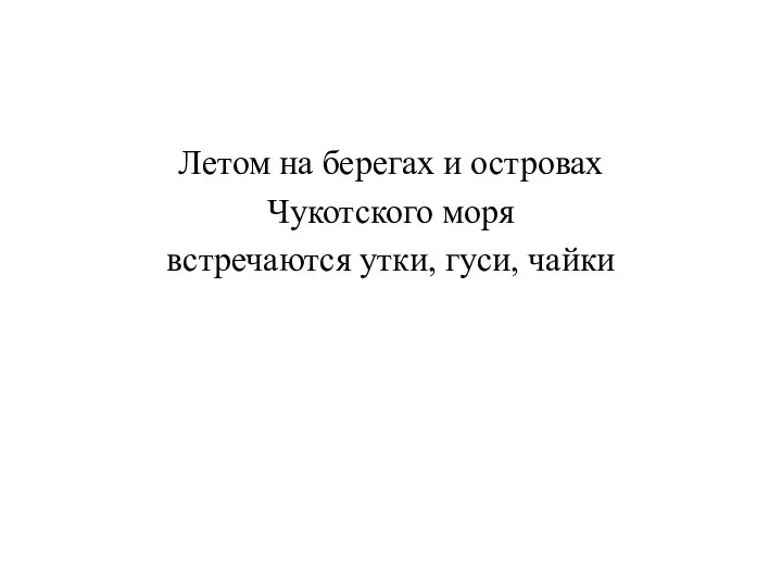 Летом на берегах и островах Чукотского моря встречаются утки, гуси, чайки