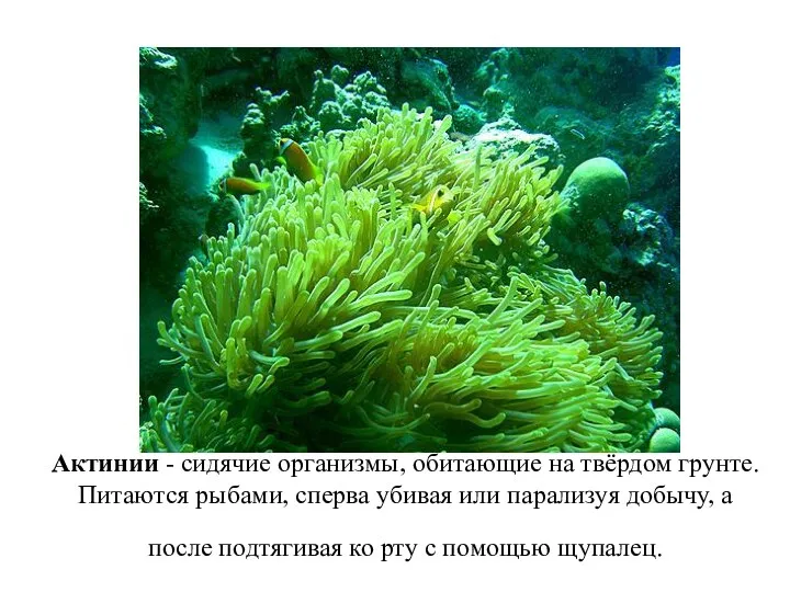 Актинии - сидячие организмы, обитающие на твёрдом грунте. Питаются рыбами,