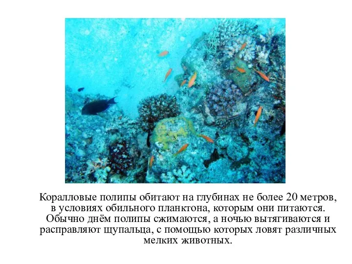 Коралловые полипы обитают на глубинах не более 20 метров, в