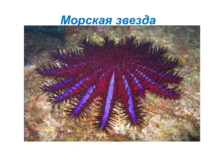 Морская звезда