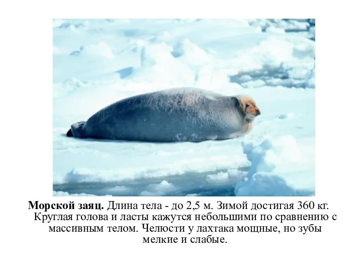 Морской заяц. Длина тела - до 2,5 м. Зимой достигая