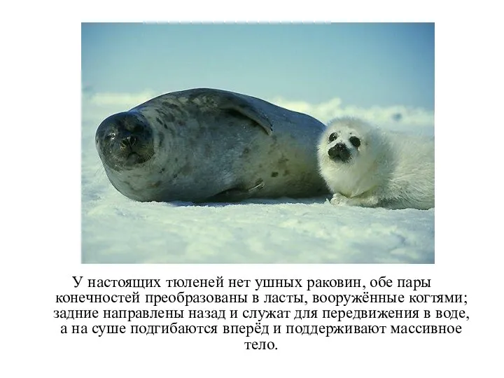 У настоящих тюленей нет ушных раковин, обе пары конечностей преобразованы