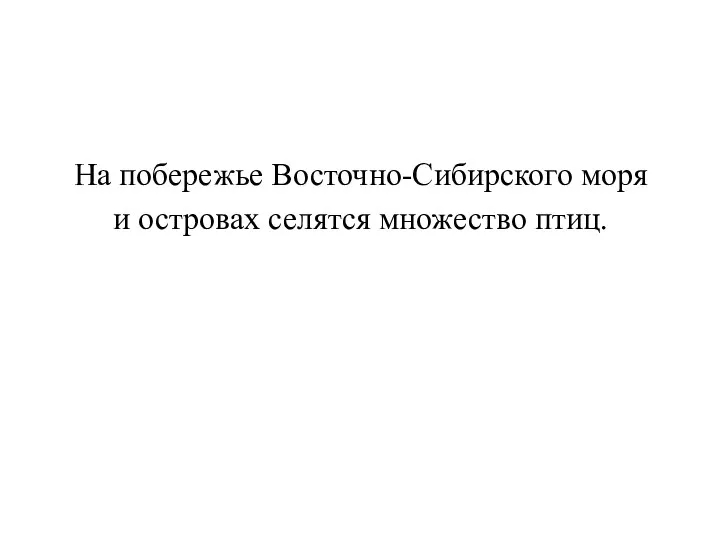 На побережье Восточно-Сибирского моря и островах селятся множество птиц.