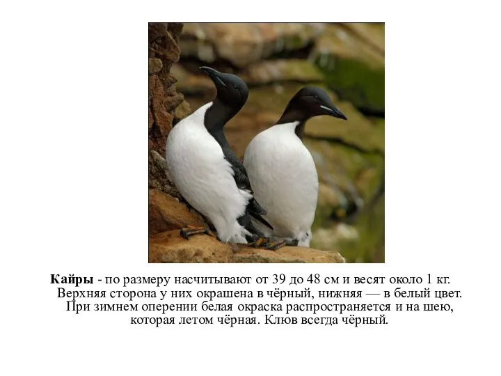 Кайры - по размеру насчитывают от 39 до 48 см