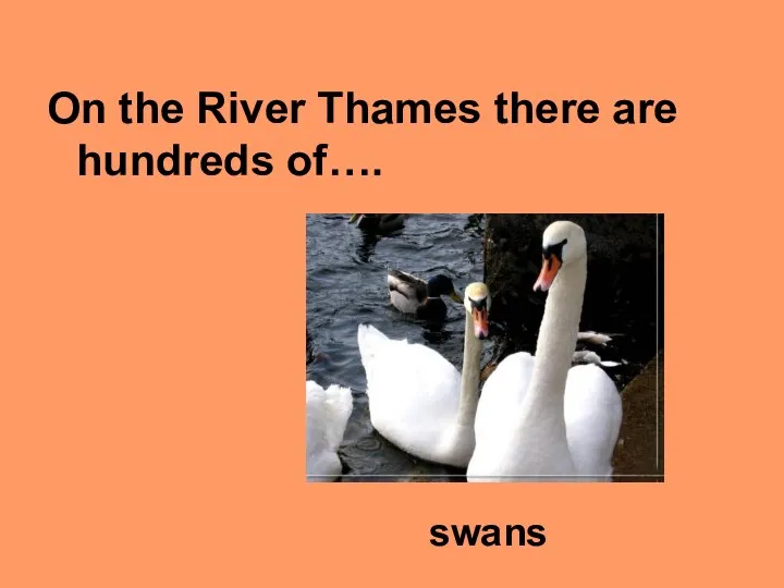 On the River Thames there are hundreds of…. swans