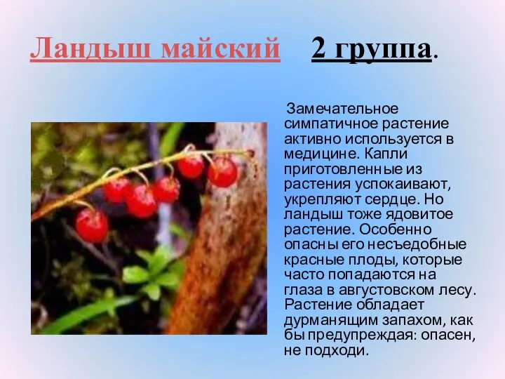 Ландыш майский 2 группа. Замечательное симпатичное растение активно используется в медицине. Капли приготовленные