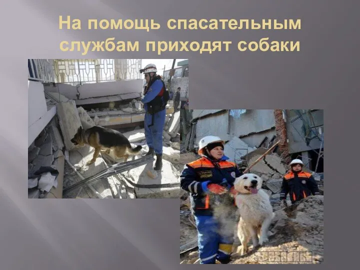 На помощь спасательным службам приходят собаки
