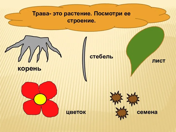 Трава- это растение. Посмотри ее строение. корень стебель лист цветок семена