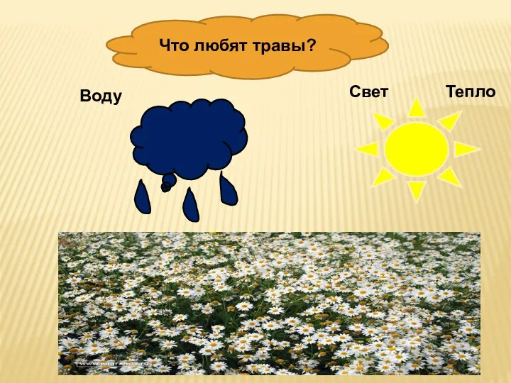 Что любят травы? Воду Тепло Свет