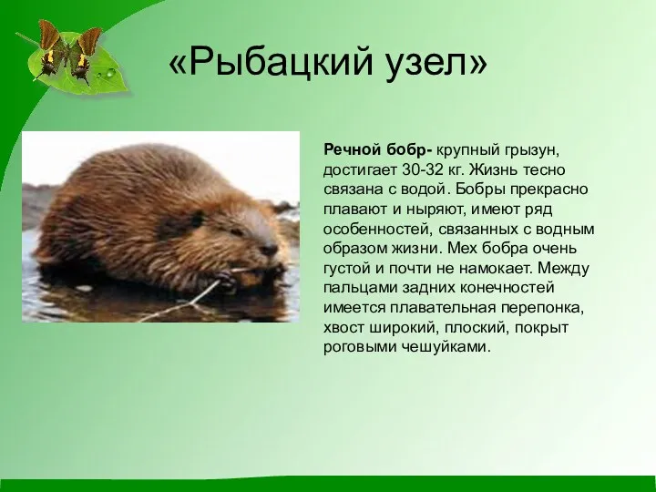 «Рыбацкий узел» Речной бобр- крупный грызун, достигает 30-32 кг. Жизнь