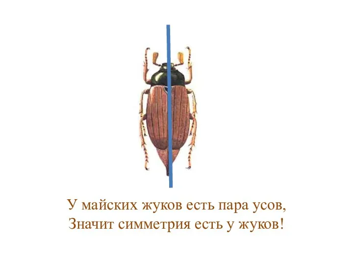 У майских жуков есть пара усов, Значит симметрия есть у жуков!