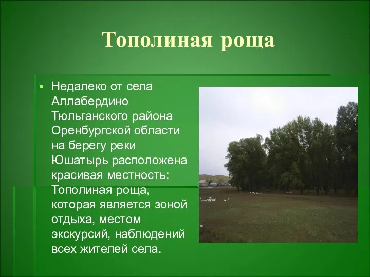 Тополиная роща Недалеко от села Аллабердино Тюльганского района Оренбургской области