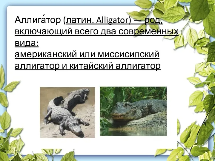 Аллига́тор (латин. Alligator) — род, включающий всего два современных вида: американский или миссисипский