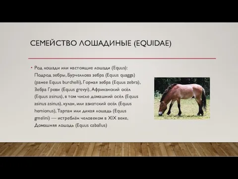 СЕМЕЙСТВО ЛОШАДИНЫЕ (EQUIDAE) Род лошади или настоящие лошади (Equus): Подрод