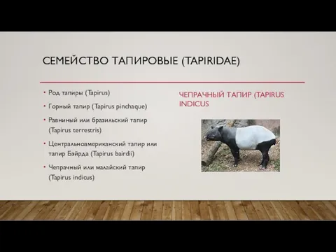 СЕМЕЙСТВО ТАПИРОВЫЕ (TAPIRIDAE) Род тапиры (Tapirus) Горный тапир (Tapirus pinchaque)