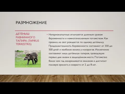 РАЗМНОЖЕНИЕ ДЕТЁНЫШ РАВНИННОГО ТАПИРА (TAPIRUS TERRESTRIS) Непарнокопытные отличаются длинным сроком