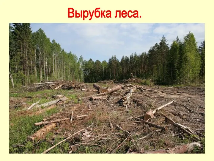 Вырубка леса.